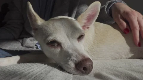 Petting the dog Video stock 148179215