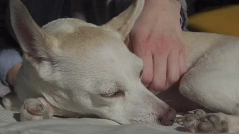 Petting the dog Stock-Footage 148179217