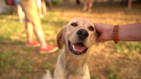 Petting a dog Vídeo Stock 197631739