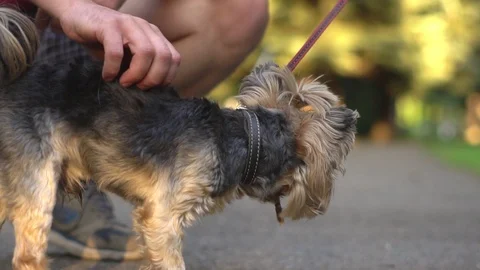 Petting a dog on a leash Stock Footage 93384953