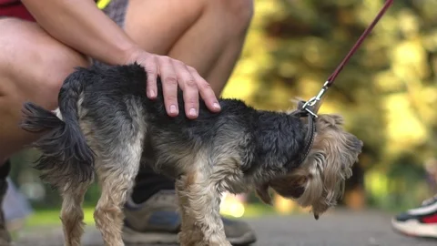 Petting a dog on a leash Stock Footage 93384994