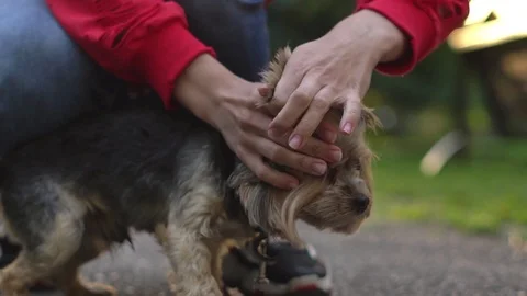 Petting a dog on a leash Stock Footage 93826711
