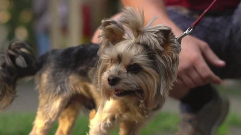 Petting a dog on a leash Stock Footage 94886729