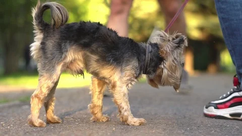 Petting a dog on a leash Stock Footage 94886791
