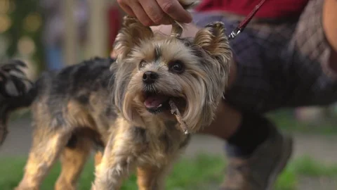Petting a dog on a leash Stock Footage 95577214