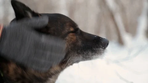 Petting dog outside at wintertime Stock Footage 119809097