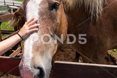 Petting a Farm Horse Stock Photos