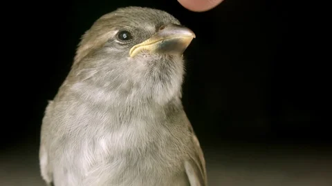 Petting a Fledgling Sparrow Stock Footage 77256140