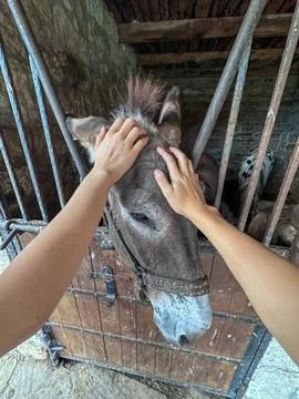 Petting a Friendly Donkey in a Rustic Stable Stock Photos