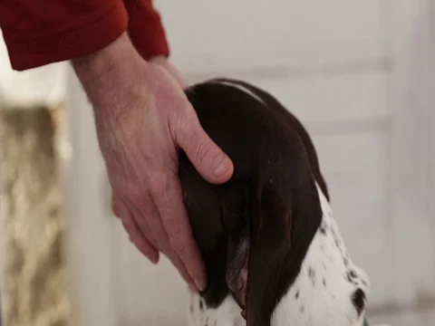 Petting a German Shorthaired Pointer Dog Video stock 77243753