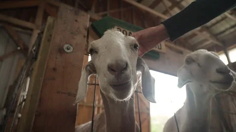 Petting Goat Stock Footage 243144886