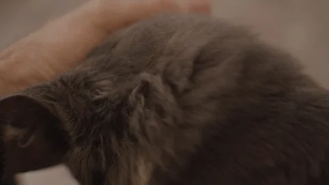 Petting gray kitten Stock Footage 123985963