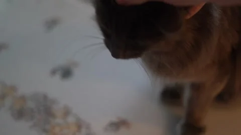 Petting a grey cat, pet, cat Stock Footage 262188448