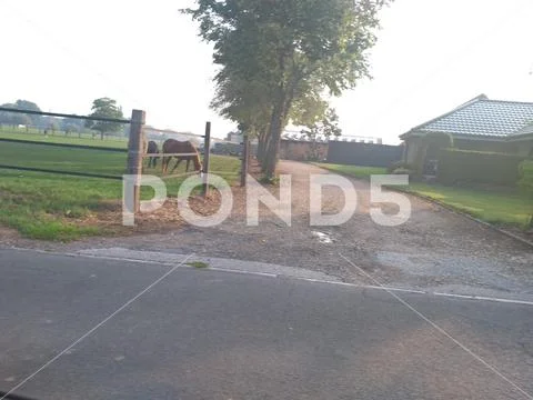 Petting horse farm dusk Stock Photos