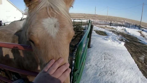 Petting Horse Stock Footage 147090964