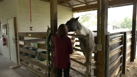 Petting Horse Stable Stock Footage 74586762