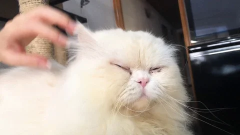 Petting Kitty Stock Footage 98688435