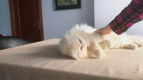 Petting Kitty Stock Footage 100372643