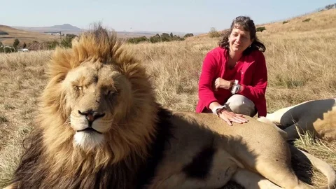 Petting a lion Stock Footage 113175725