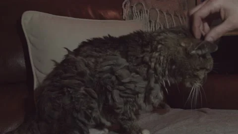 Petting old cat Stock Footage 171335443