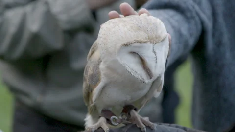 Petting an owl Stock Footage 237459288