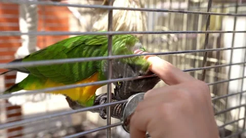 Petting parrot on head Stock Footage 198737021