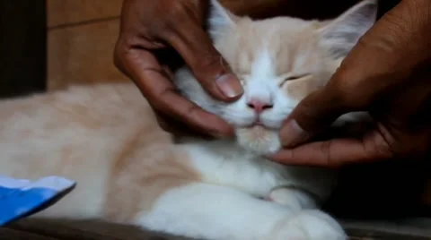 Petting a Persian cat Stock Footage 259304553