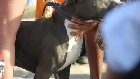 Petting Pit Bull Stock Footage 11360165
