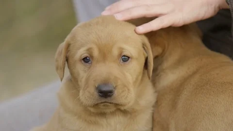 Petting Puppies Stock Footage 73900575