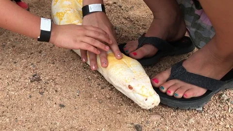 Petting Reticulated Python, Arizona IMG 0892 Video stock 119792293