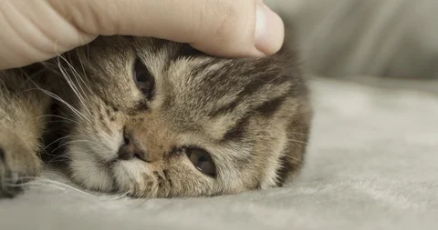 Petting Scottish Fold Kitten Vidéo 116706126