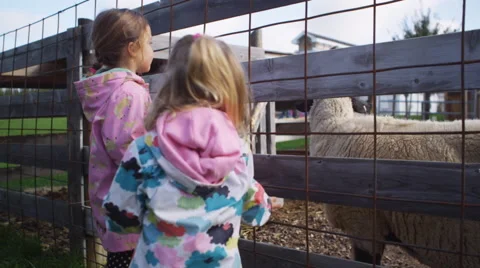 Petting a sheep Vídeo Stock 58820577