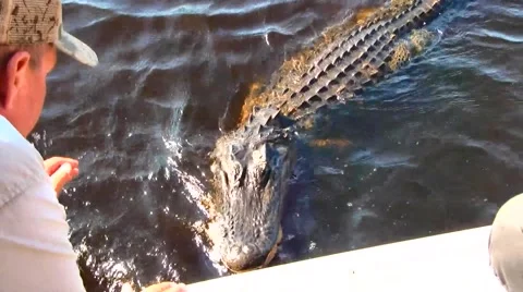 Petting a Wild Alligator by Boat Driver, Everglades, Florida Stock Footage