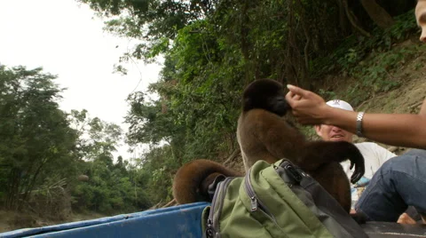 Petting a woolly monkey in the Amazon Video stock 41219767