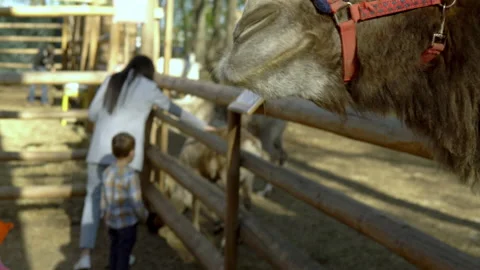 In a petting zoo, a camel in a corral eats a piece of carrot from his hand Stock Footage 153874915