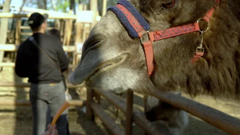 In a petting zoo, a camel in a corral eats a piece of carrot from his hand Stock Footage 153874949