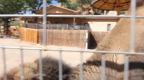 Petting Zoo Camel Stock Footage 30369435