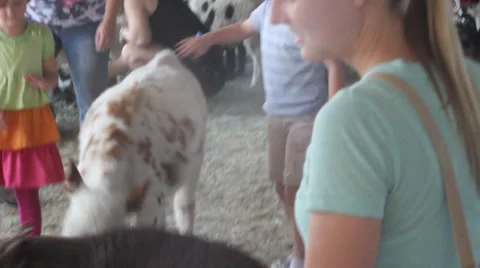 Petting Zoo Stock Footage 27817020