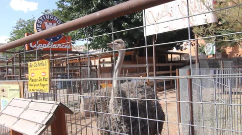 Petting Zoo Stock Footage 30370913