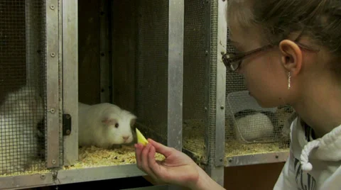 Petting zoo 스톡 동영상 36080073