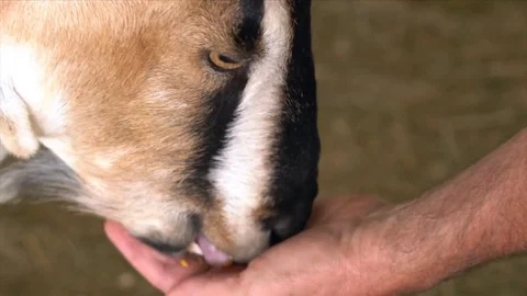 Petting Zoo Stock Footage