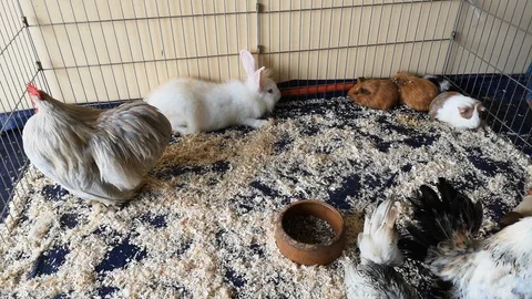 Petting zoo 스톡 동영상 107720256