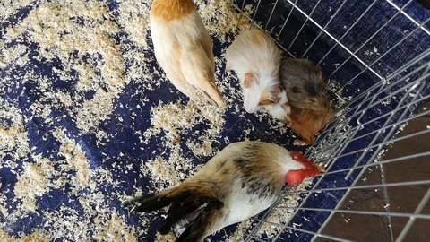 Petting zoo 스톡 동영상 107720334