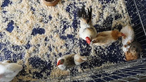 Petting zoo 스톡 동영상 107720512