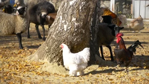 Petting zoo. Stock Footage 335240745