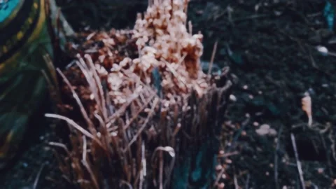 Petualangan semut2 kecil di batang pohon mati - defocus Stock Footage