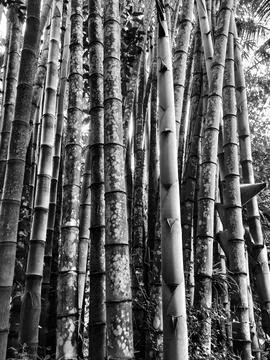 Petung bamboo tree Stock Photos