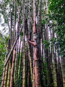 Petung bamboo tree Stock Photos