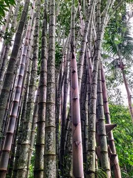 Petung bamboo tree 库存照片