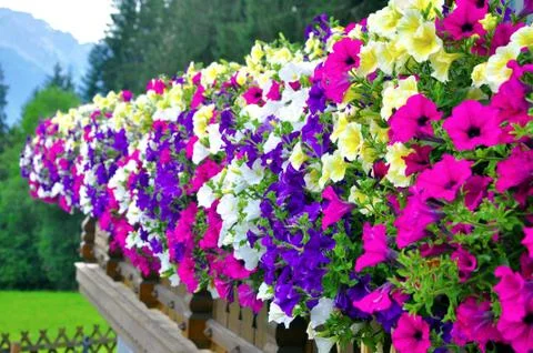 Petunia in Alps Stock Photos